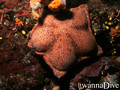 scuba diving photo