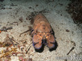 scuba diving photo