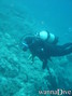 scuba diving photo