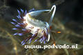 scuba diving photo