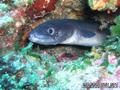 scuba diving photo