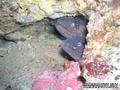 scuba diving photo