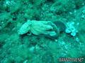 scuba diving photo