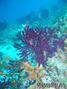 scuba diving photo