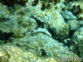 scuba diving photo