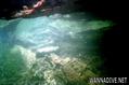 scuba diving photo