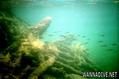 scuba diving photo