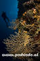 scuba diving photo