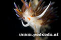 scuba diving photo