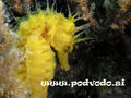 scuba diving photo
