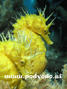 scuba diving photo