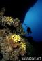 scuba diving photo