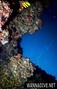 scuba diving photo