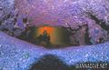 scuba diving photo