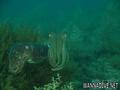 scuba diving photo