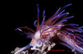 scuba diving photo