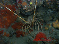 scuba diving photo