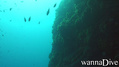scuba diving photo