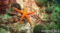 scuba diving photo