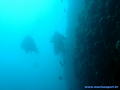 scuba diving photo