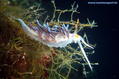 scuba diving photo