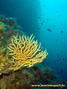 scuba diving photo