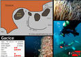 scuba diving photo
