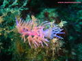scuba diving photo