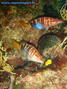 scuba diving photo