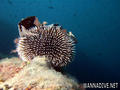 scuba diving photo