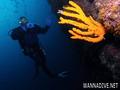 scuba diving photo