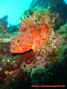 scuba diving photo