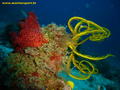 scuba diving photo