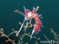 scuba diving photo