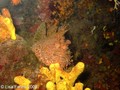 scuba diving photo