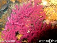 scuba diving photo