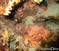 scuba diving photo