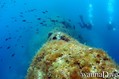 scuba diving photo