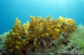scuba diving photo
