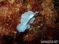 scuba diving photo