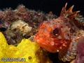 scuba diving photo