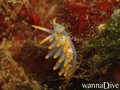 scuba diving photo