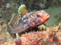 scuba diving photo