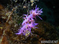 scuba diving photo