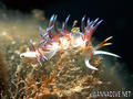 scuba diving photo
