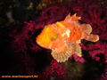 scuba diving photo
