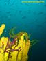 scuba diving photo