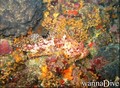 scuba diving photo