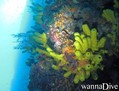 scuba diving photo