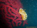 scuba diving photo